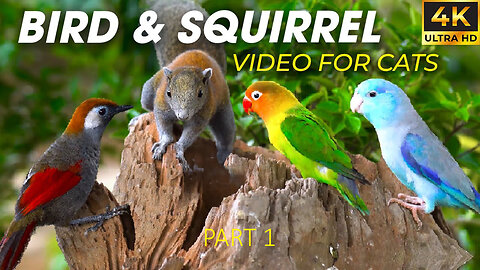 Video For Cats (Part 1) - Birds and Squirrels For Cats To Watch In The New Year - Happy New Year