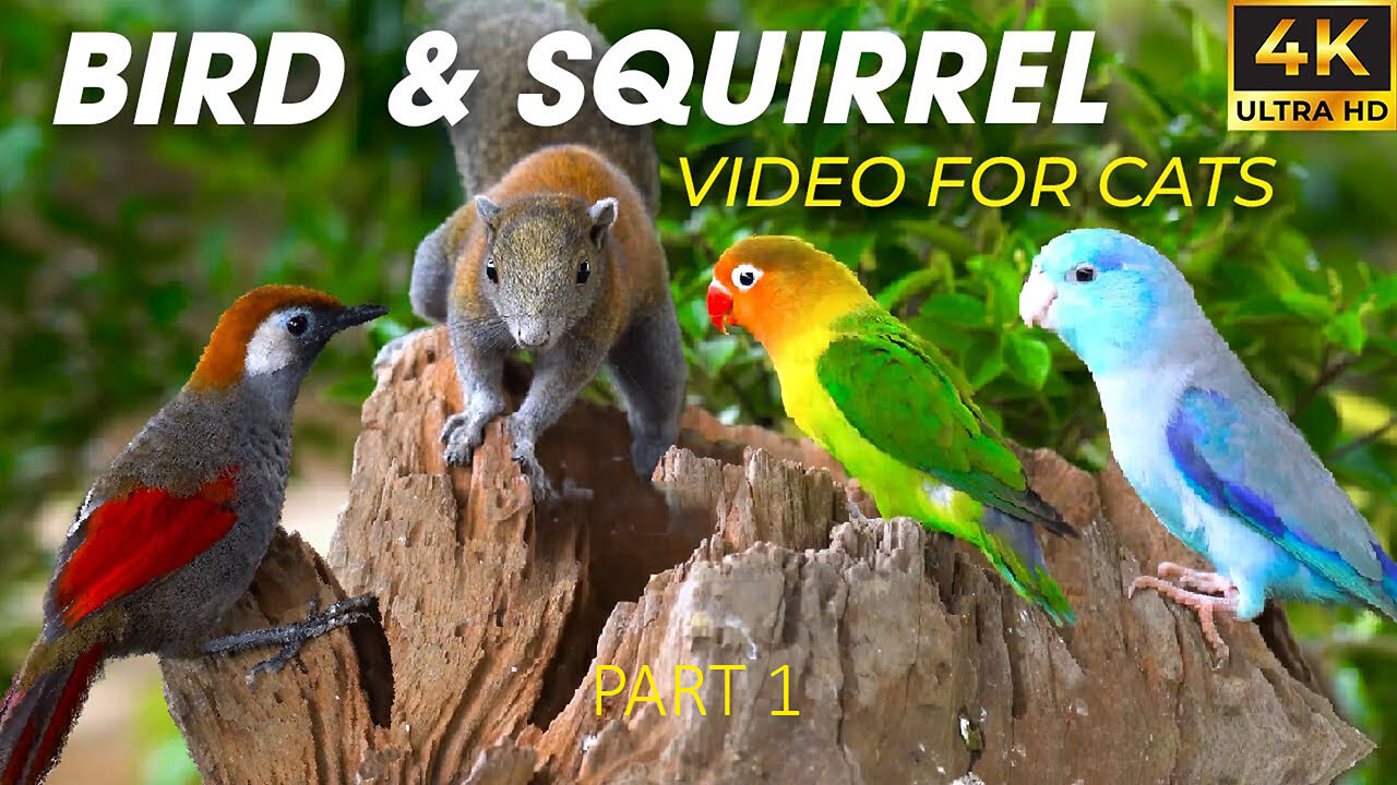 Video For Cats (Part 1) - Birds and Squirrels For Cats To Watch In The New Year - Happy New Year