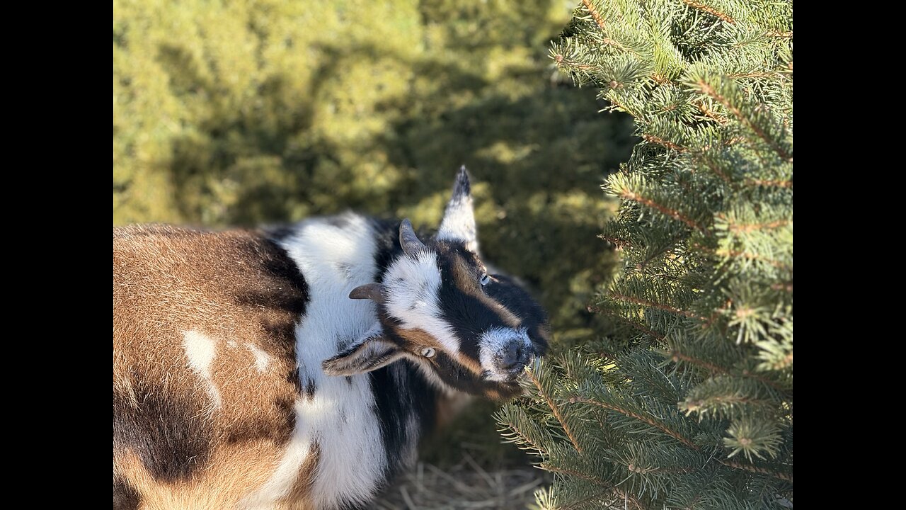 Cute Goats Eating Christmas Trees