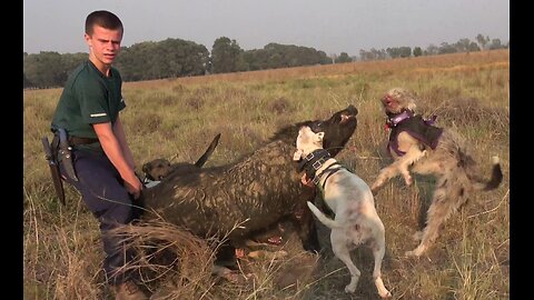 Training The Young Dogs On A Good Boar