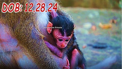 Welcome To newborn Baby Monkey DEMI of Mom Daisy