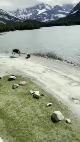 Mad Moose and Scared Grizzly