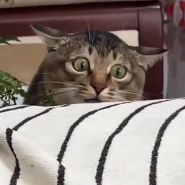 The only thing to fear is fear itself 🤣