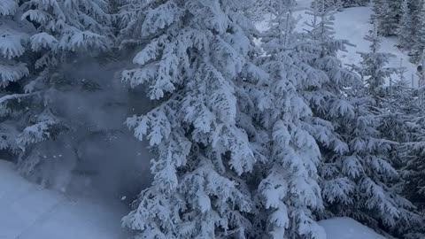 Skier Disappears Into Trees