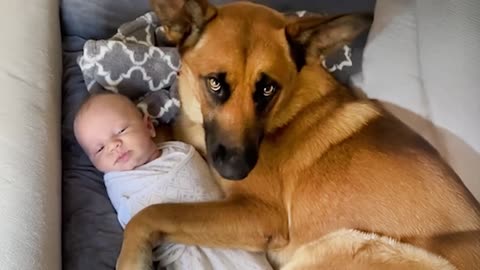 German Shepherd Babysitting Skills That Will Melt Your Heart! ❤️ Watch Now