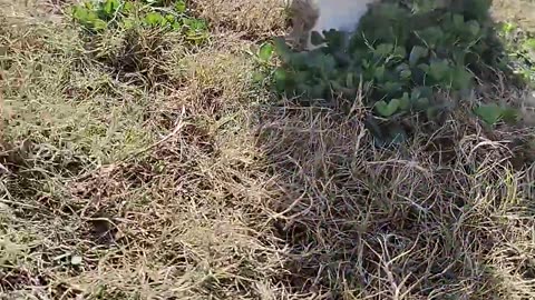 nice kitty