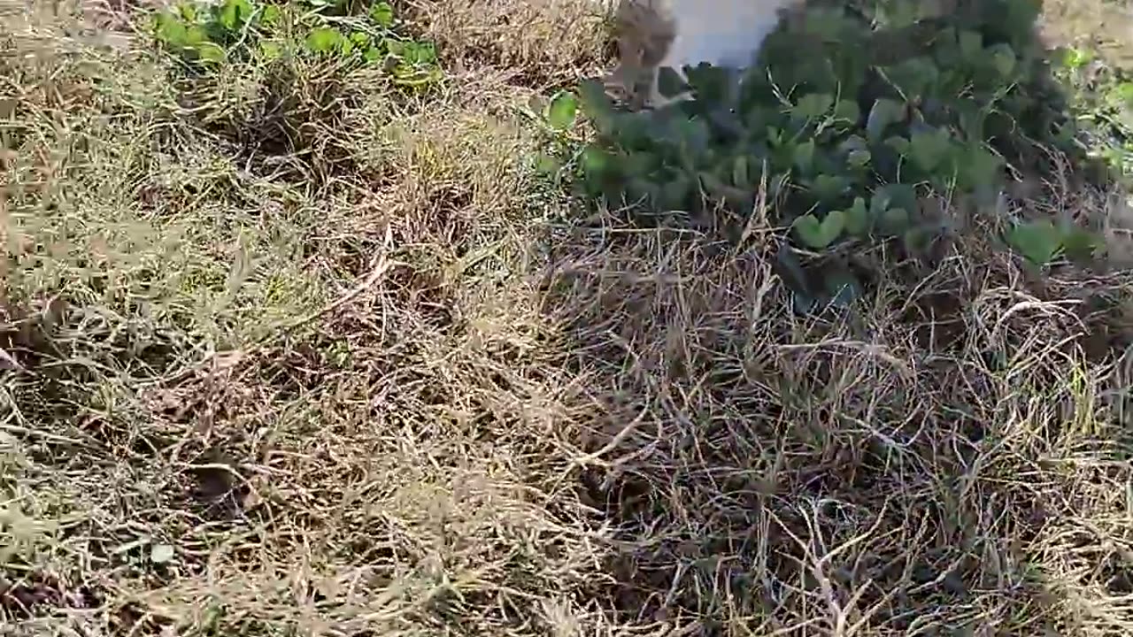 nice kitty
