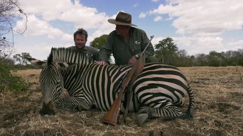 Zebra Hunt Zimbabwe