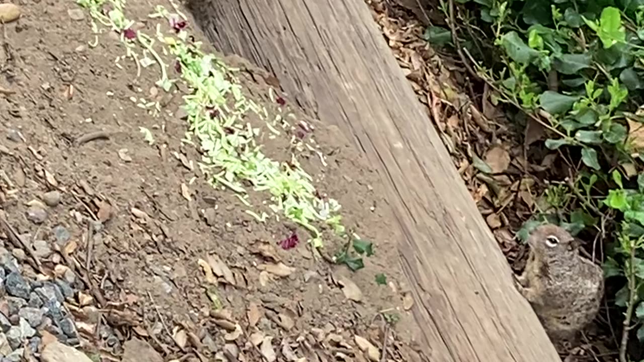 Have your ever seen a baby squirrel? Squirrel momma