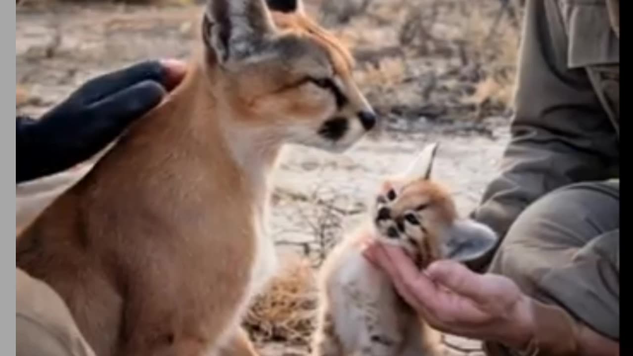 The hopeful rescue for the mother caracal trapped in vines