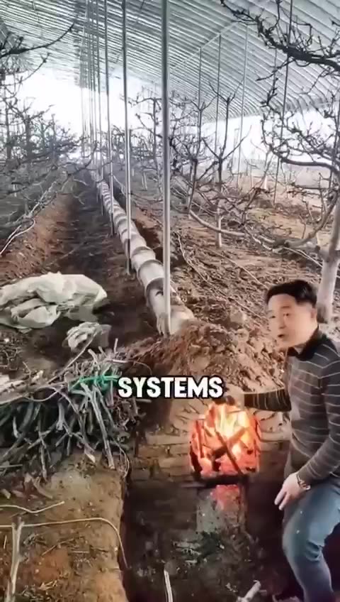 Lighting fires to protect their vegetables.