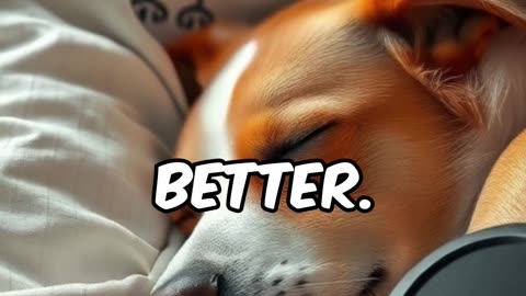 🎶🐾 Calming Music for Pets: Relax & Ease Anxiety with Soothing Sounds!