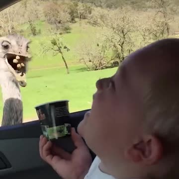 Baby Can't Stop Laughing At Ostrich Eating Food