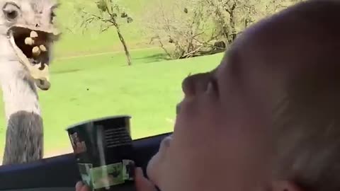 Baby Can't Stop Laughing At Ostrich Eating Food