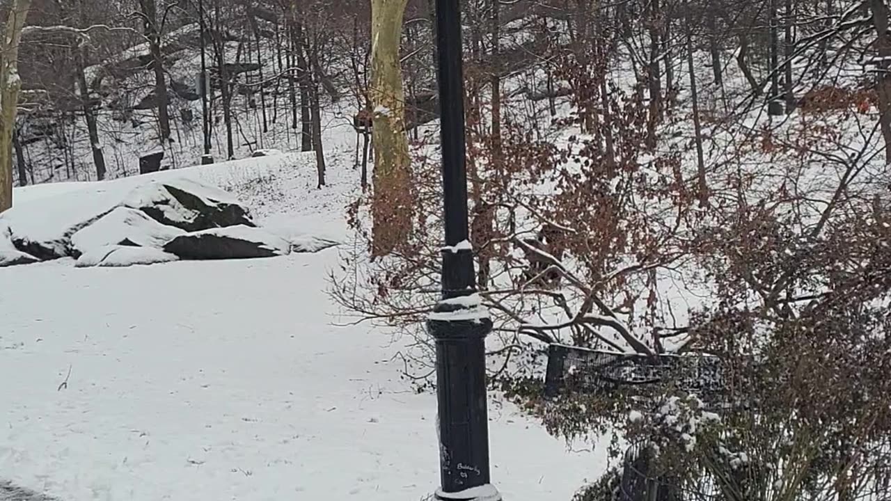 Snow New York