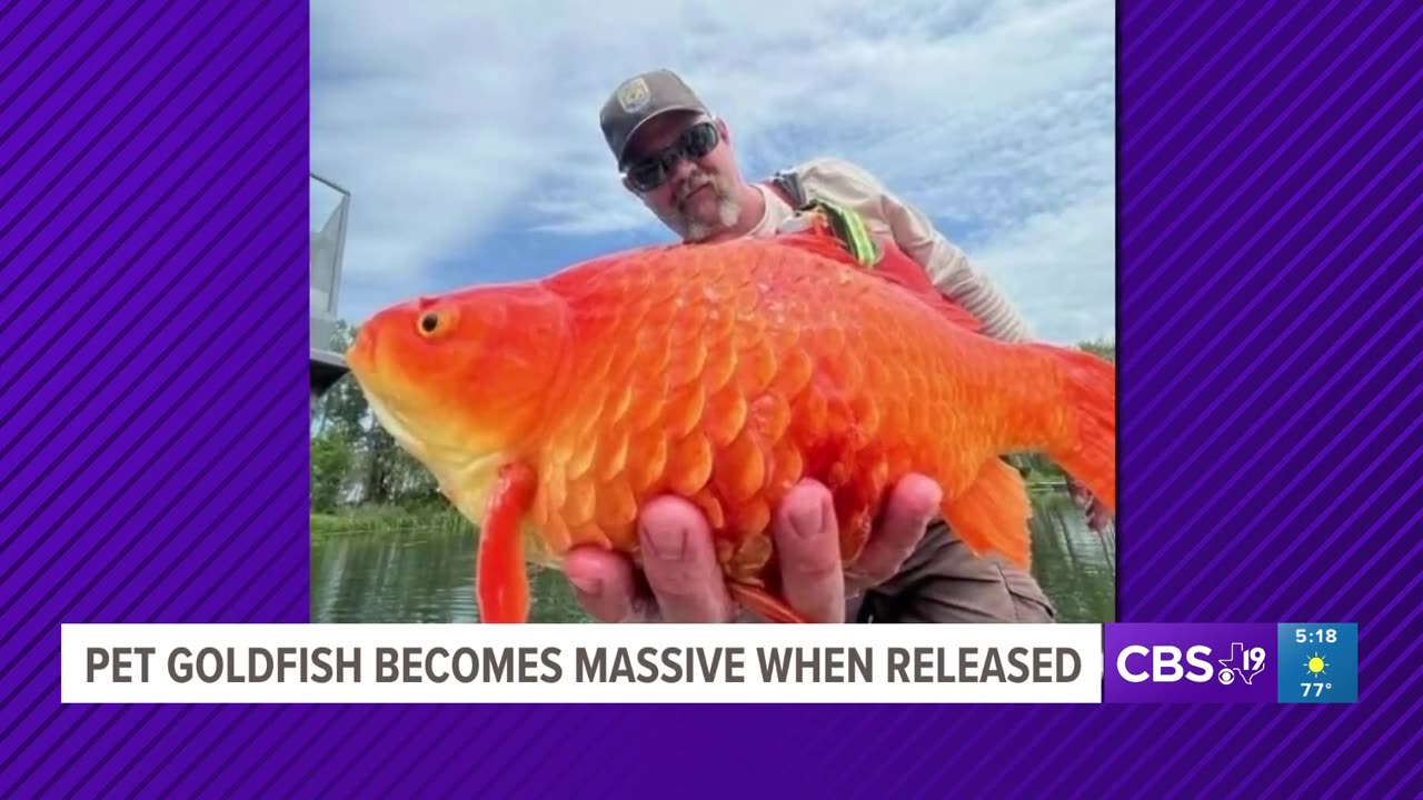 BIG FISH, LITTLE POND: Pet goldfish becomes massive when released into lake