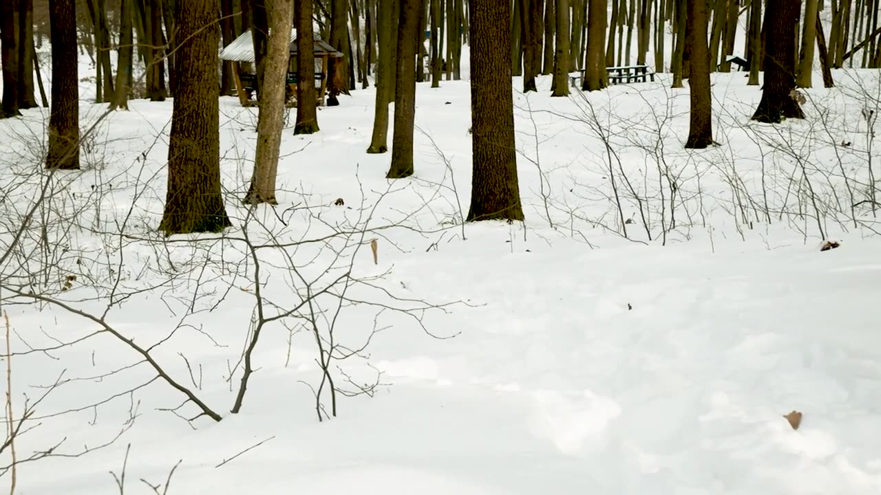 A Stroll in the Enchanted Forest