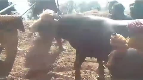 Bull fight