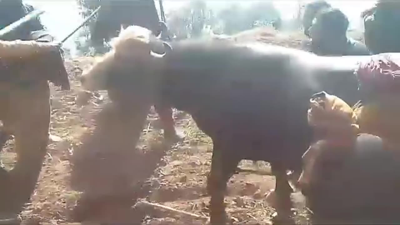 Bull fight