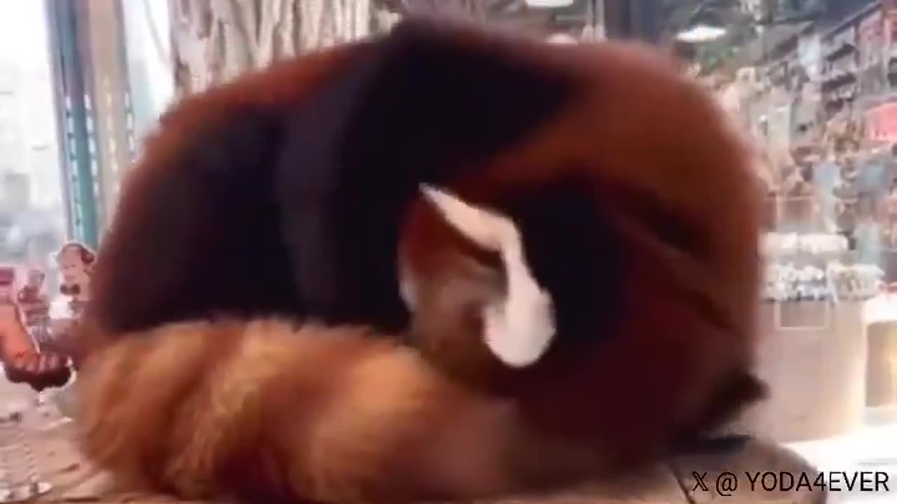 Did you know that Red Pandas use their tails as pillows 🥺