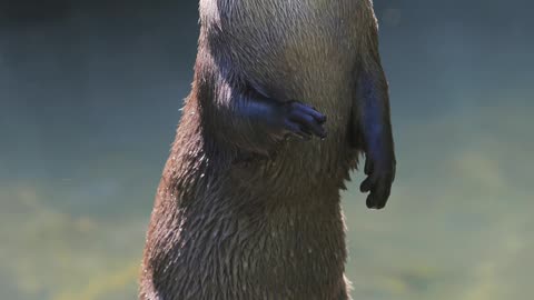 North American River Otter!