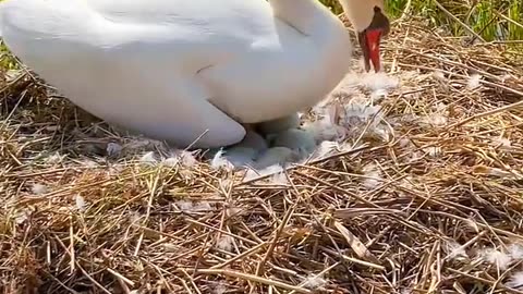 "Beautiful swan with nice natural beauty "