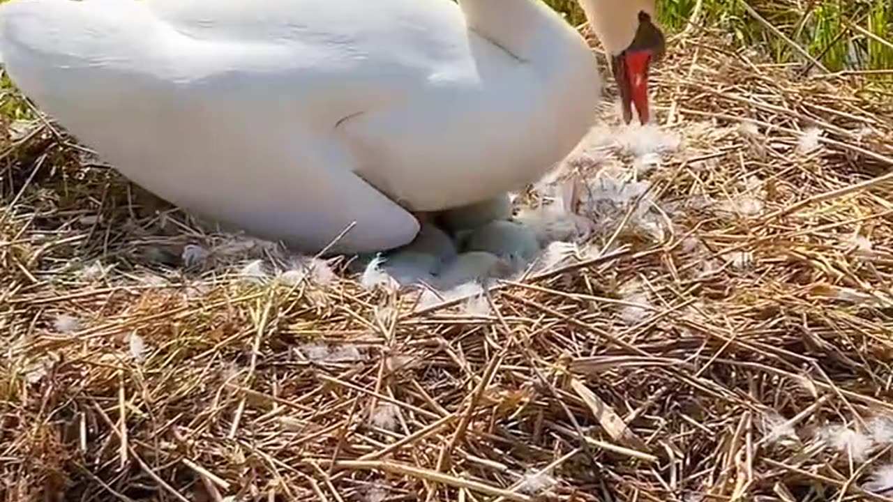 "Beautiful swan with nice natural beauty "