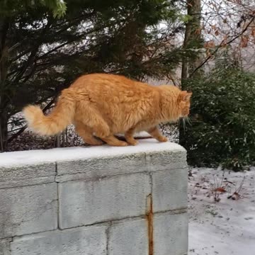Cat on Frozen Wall