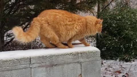 Cat on Frozen Wall