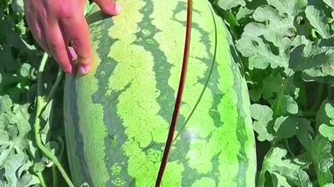 Fruits video