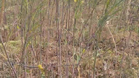 Hello doston namaste