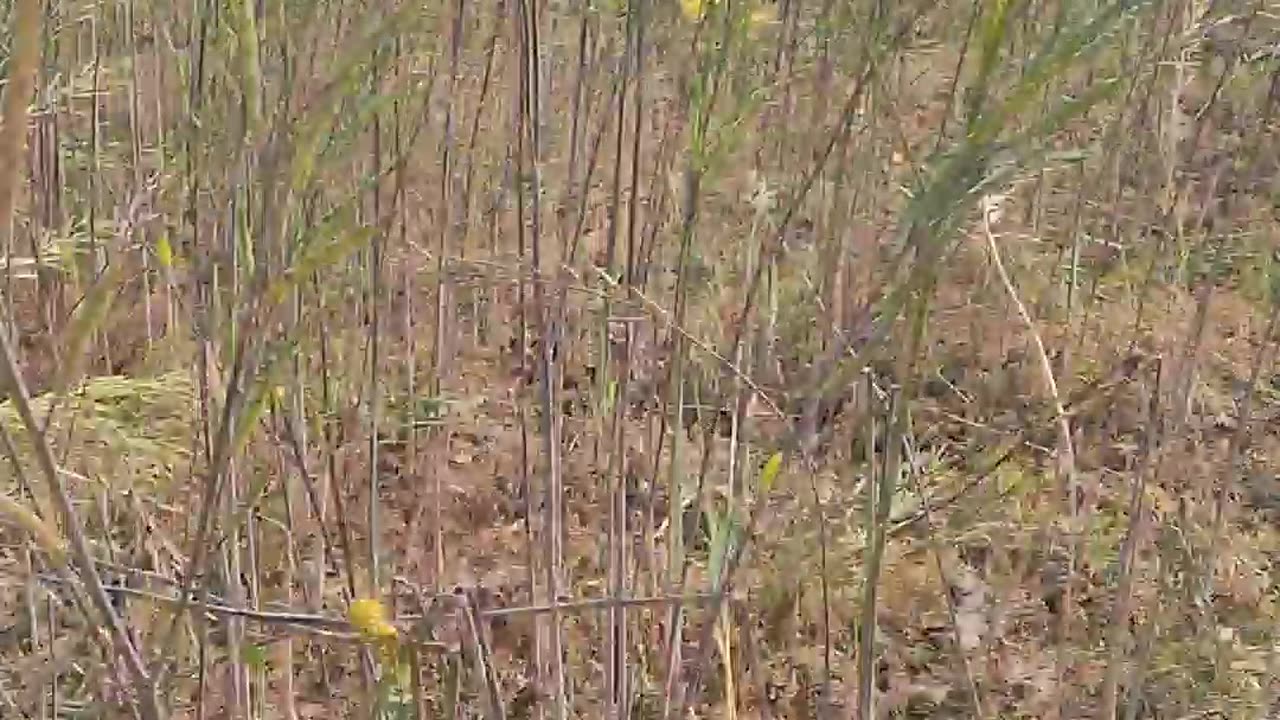 Hello doston namaste