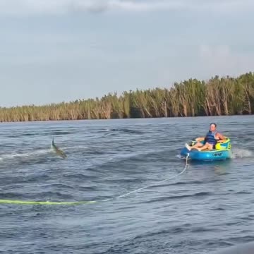 Fish Wants to joy 🤣