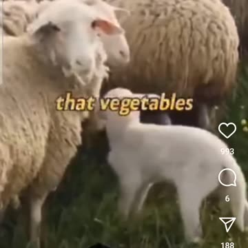 Corn and Soy oils are a toxic waste product.