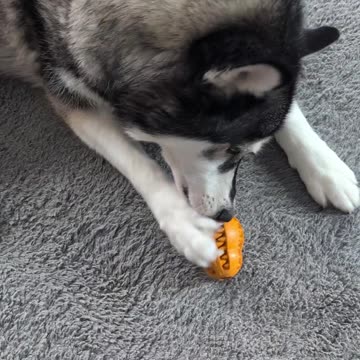 Teeth Cleaning for Dogs Made East 🪥🦷