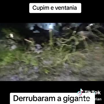 Arvore Tradicional com cupim não resistiu as chuvas de SP em 2025