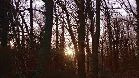 #evil , #society , #religion , #woods, #sunset, #england, #