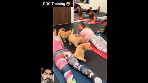 DOG TRAINING| brain training of dog....