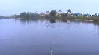 Are There Two Types of Schoolie Bass?