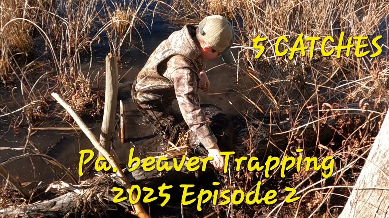 pa beaver trapping