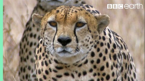 Three Cheetahs Vs Ostrich