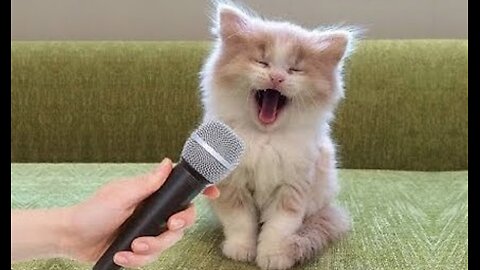 Funniest Cats and Dogs!