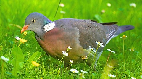 Female Common Wood Pigeon Foraging in a Field of Flowers
