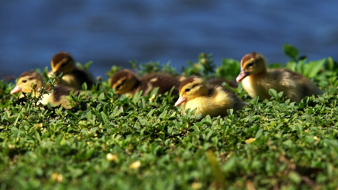Cute Muscovy Duck Family