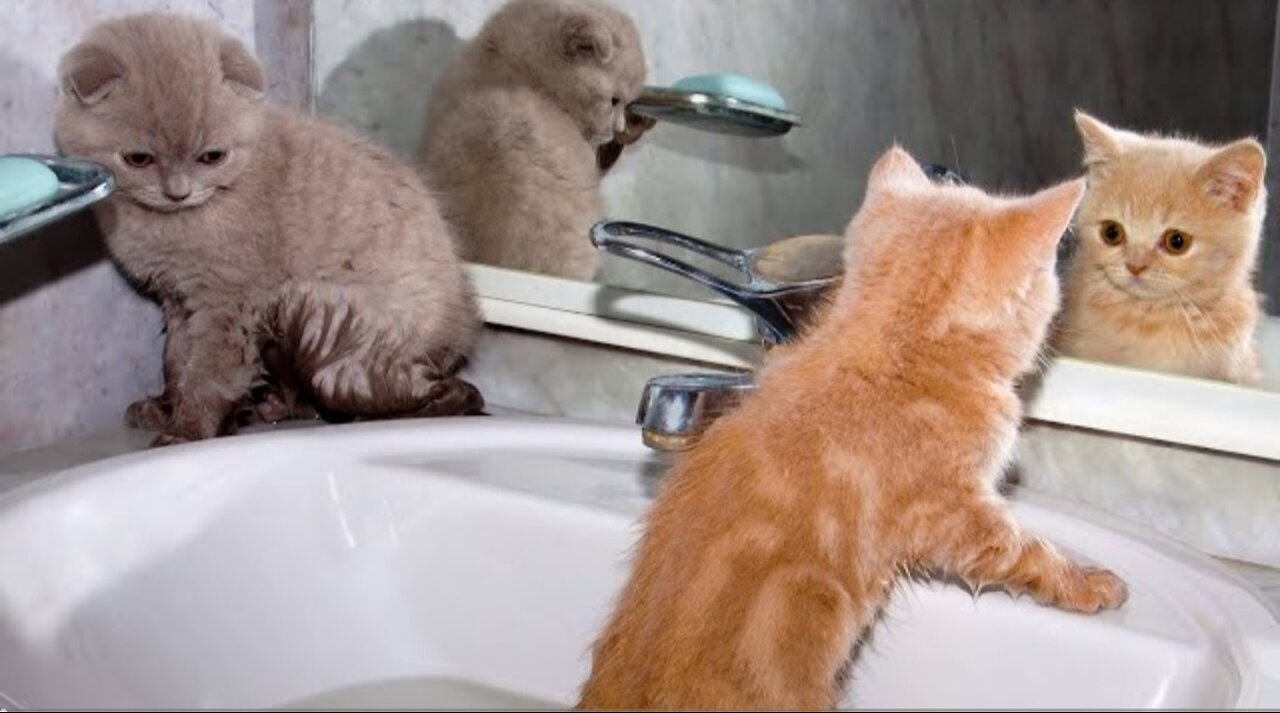 FUNNIEST Baby Animals 🤣 😂 _ Best Cats_ Dogs _ Farm Animals