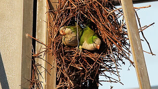 Monk Parakeets Build Their Nest