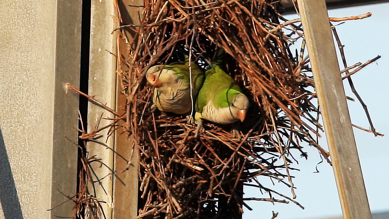 Monk Parakeets Build Their Nest