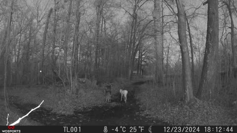 Super Rare White Deer Caught On Trail Camera