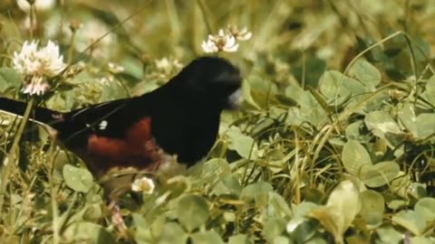 The Most Beautiful Bird
