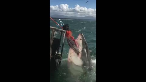 how to fight of a shark. with roscoe